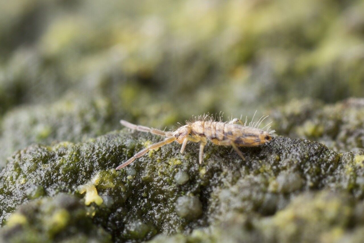 springtail control and treatments for the home yard and garden