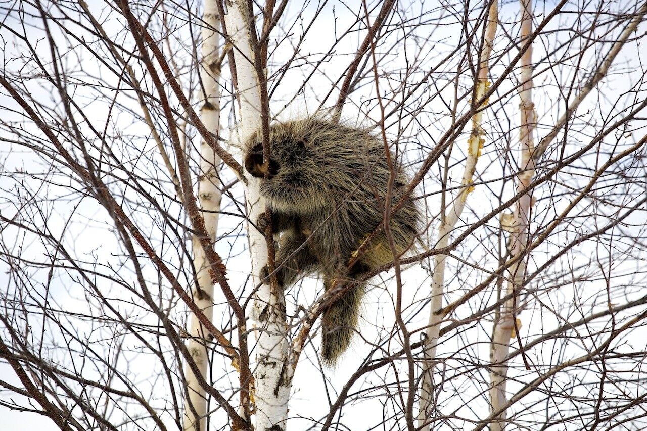 porcupine control and treatments for the home yard and trees Biology Diagrams